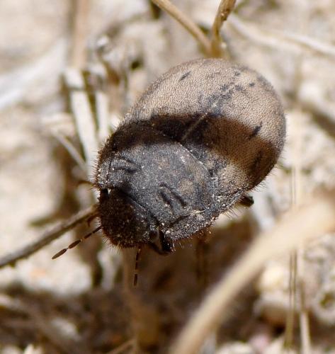Réf. 237 984 : Odontoscelis fuliginosa